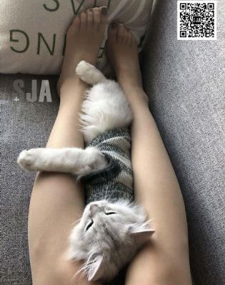 封神英雄榜第二部免费下载
